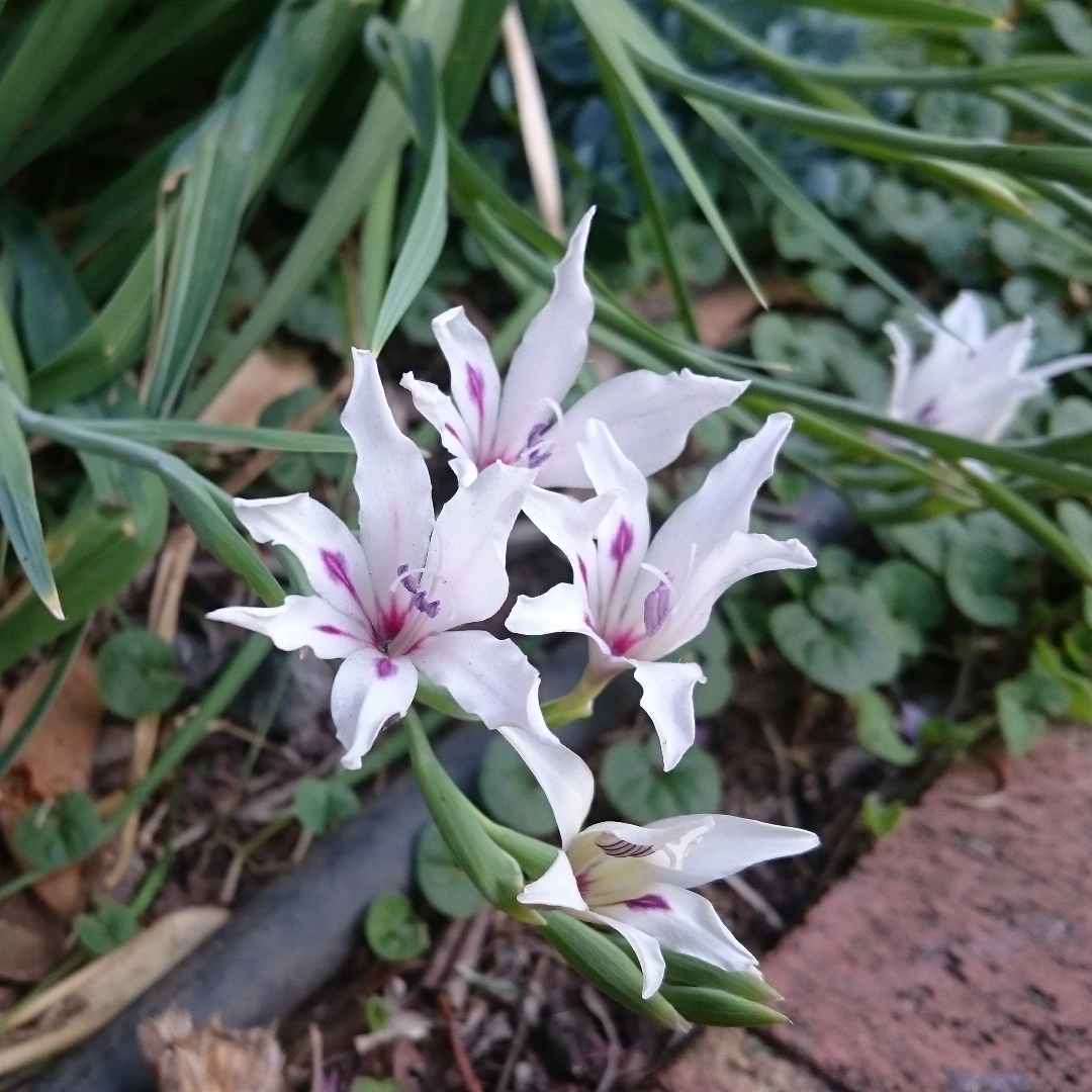 Gladioli Blushing Bride (Nanus) in the GardenTags plant encyclopedia