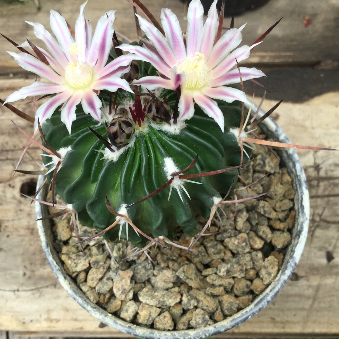 Stenocactus in the GardenTags plant encyclopedia