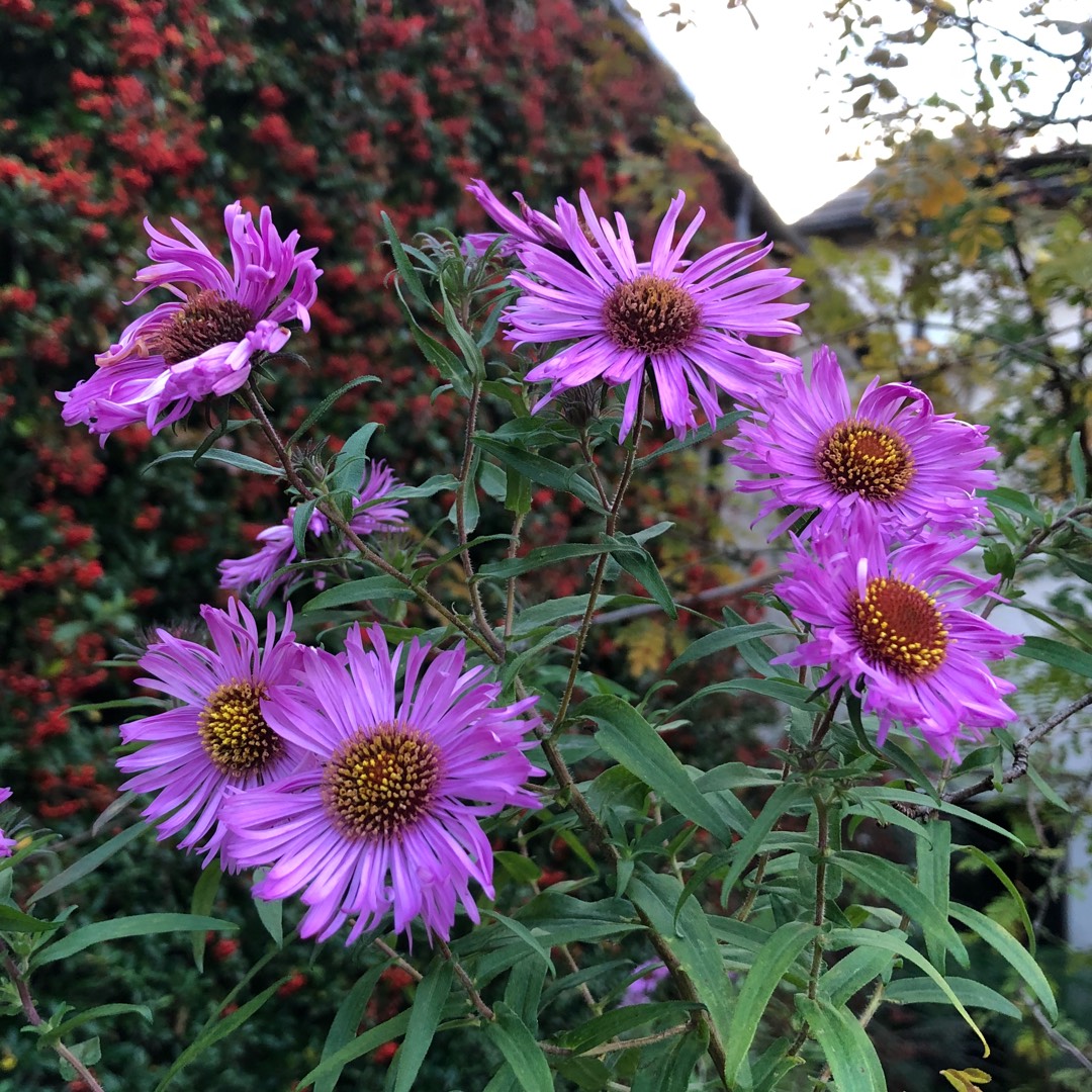 New England Aster in the GardenTags plant encyclopedia