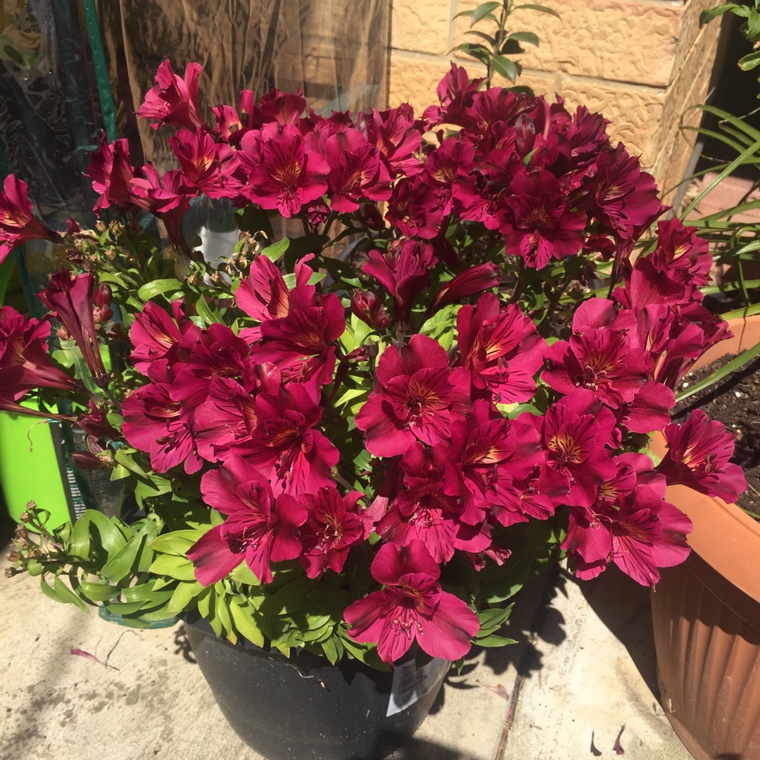 Peruvian Lily Princess Louise in the GardenTags plant encyclopedia