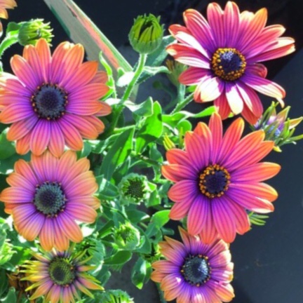 Osteospermum Elite Magenta Fire in the GardenTags plant encyclopedia