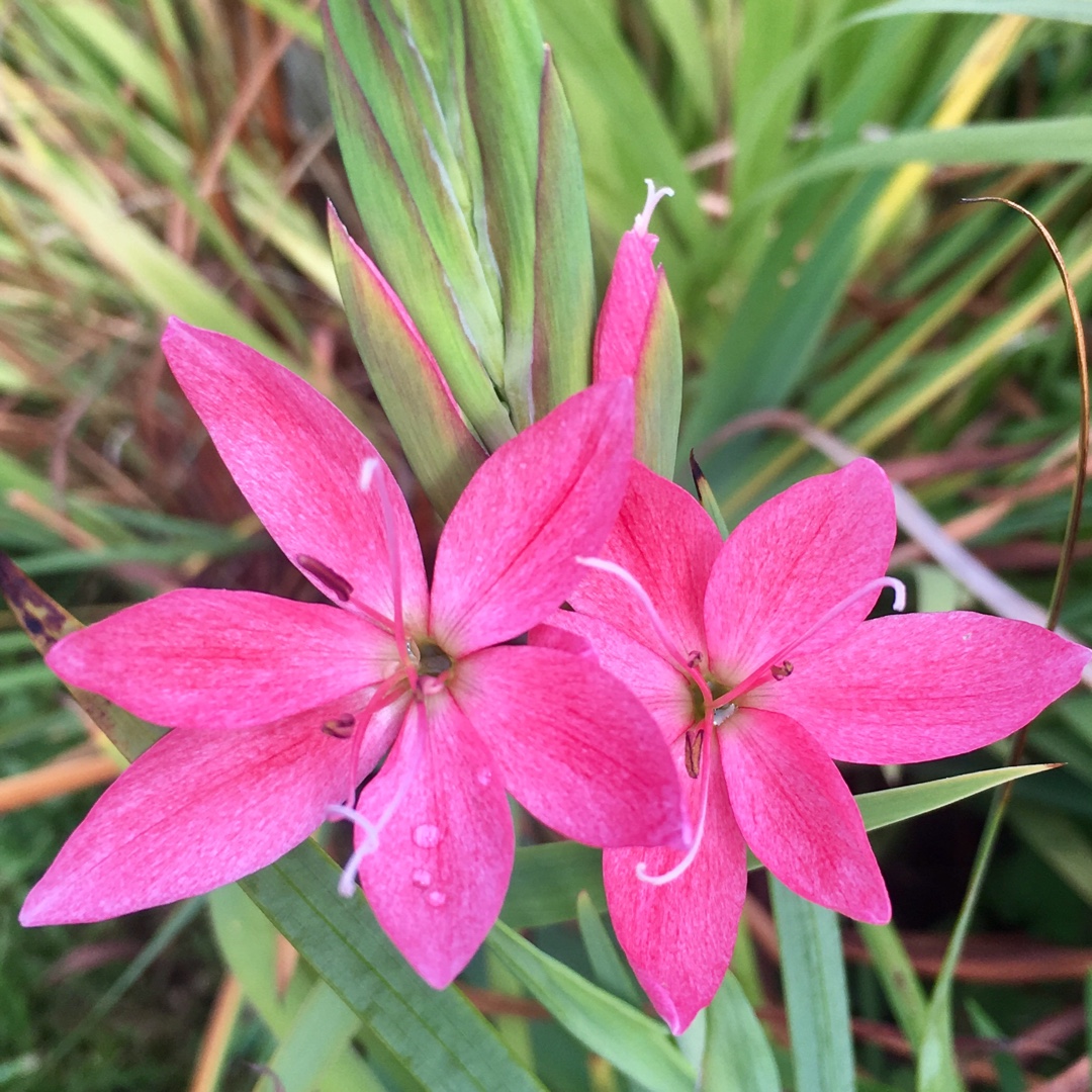 Crimson Flag Lily Fenland Daybreak in the GardenTags plant encyclopedia