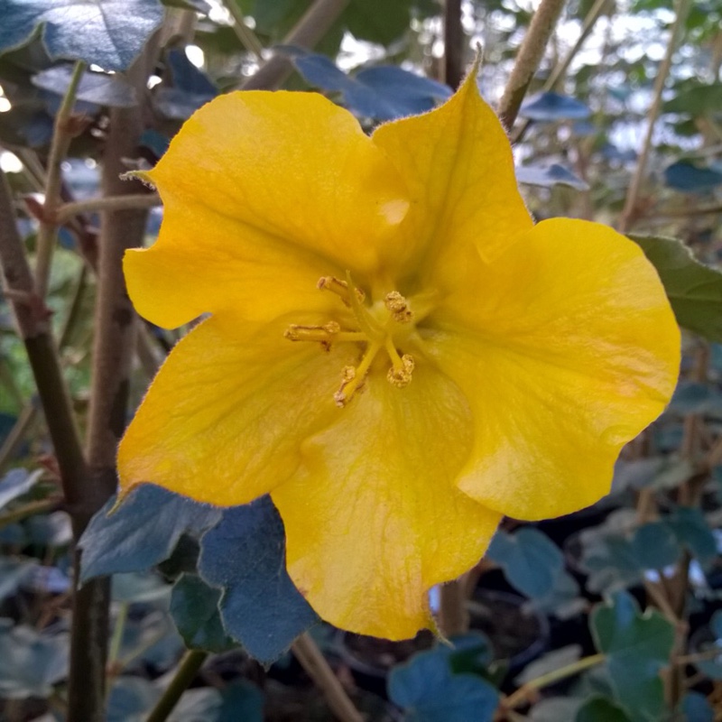 Flannel Bush  California Glory in the GardenTags plant encyclopedia