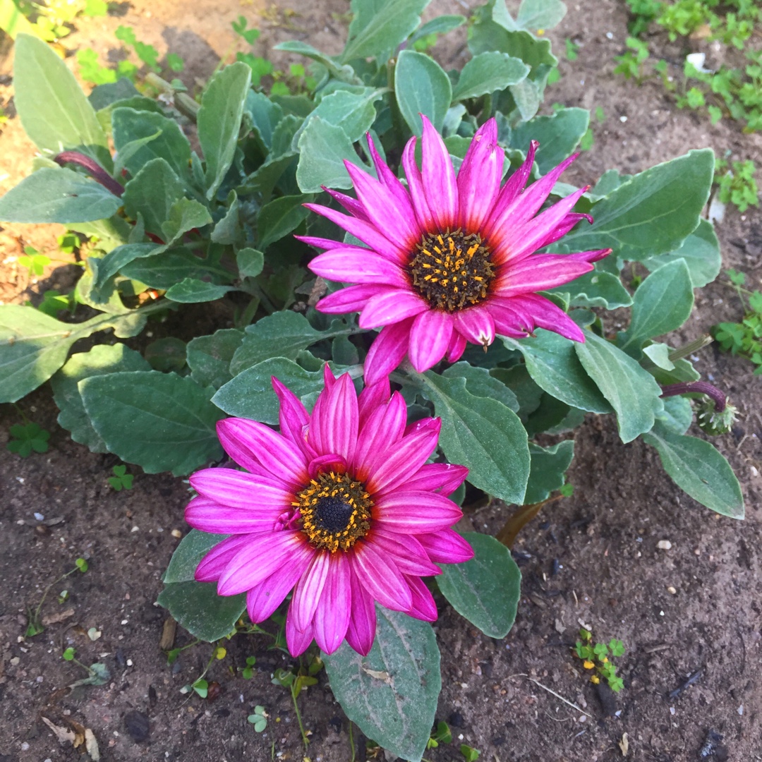 African Daisy  Safari Sunset in the GardenTags plant encyclopedia