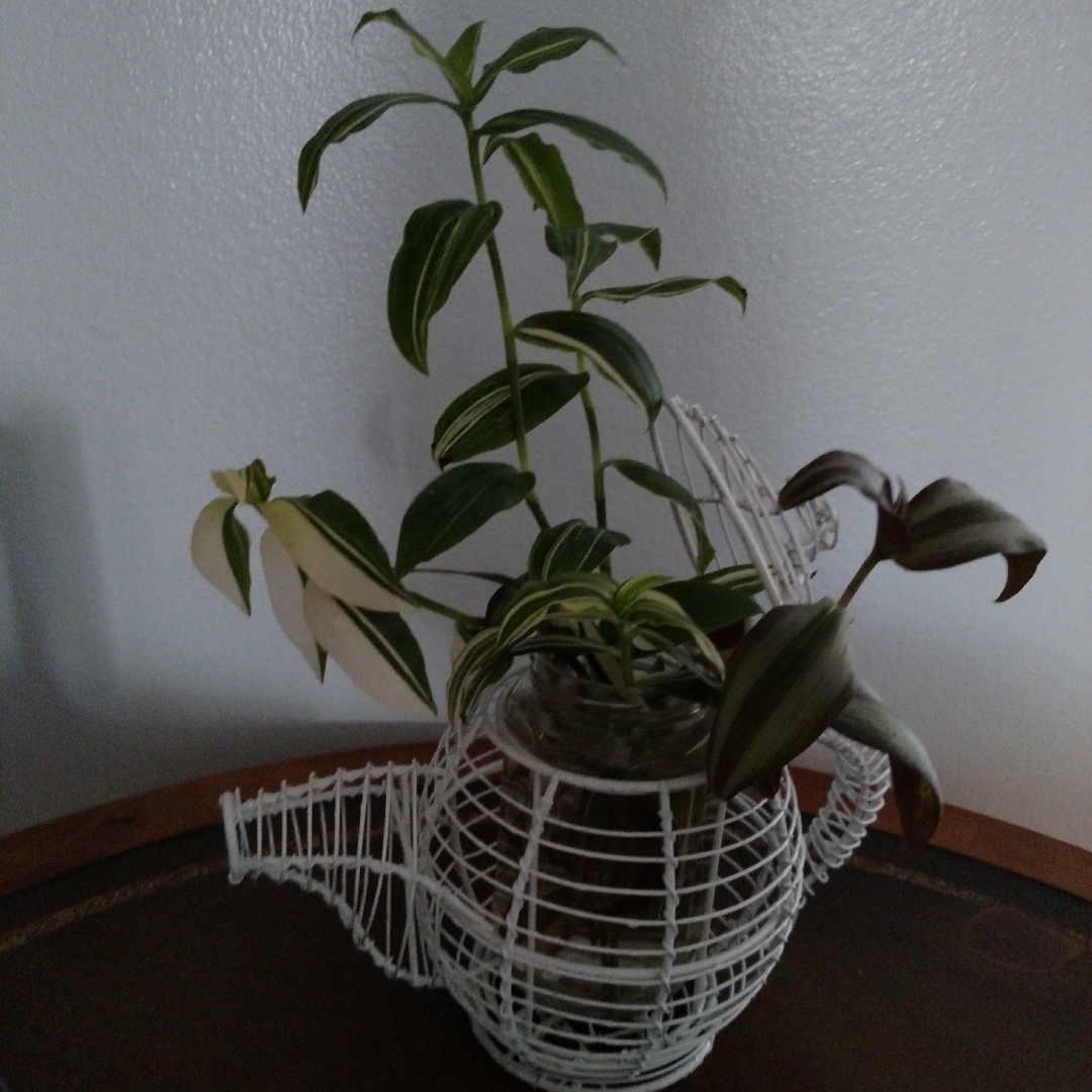 Small-leaf Spiderwort Variegata in the GardenTags plant encyclopedia