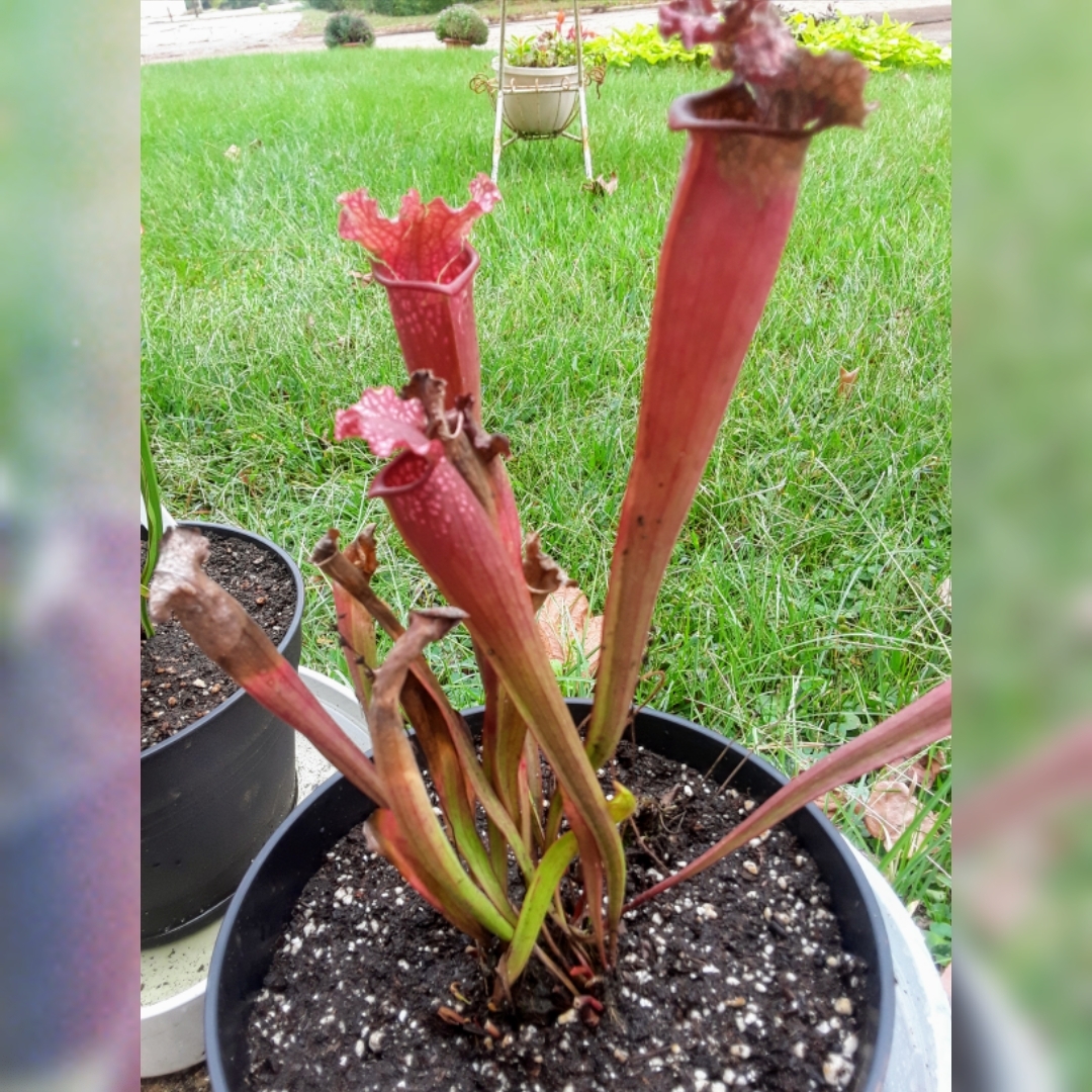 Pitcher Plant in the GardenTags plant encyclopedia