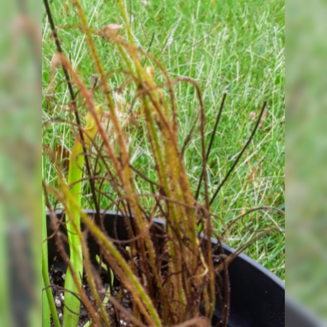 Thread-leaved Sundew in the GardenTags plant encyclopedia