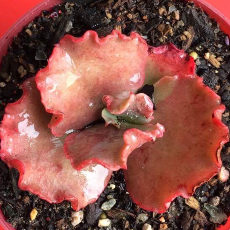 Echeveria Tutti Frutti in the GardenTags plant encyclopedia