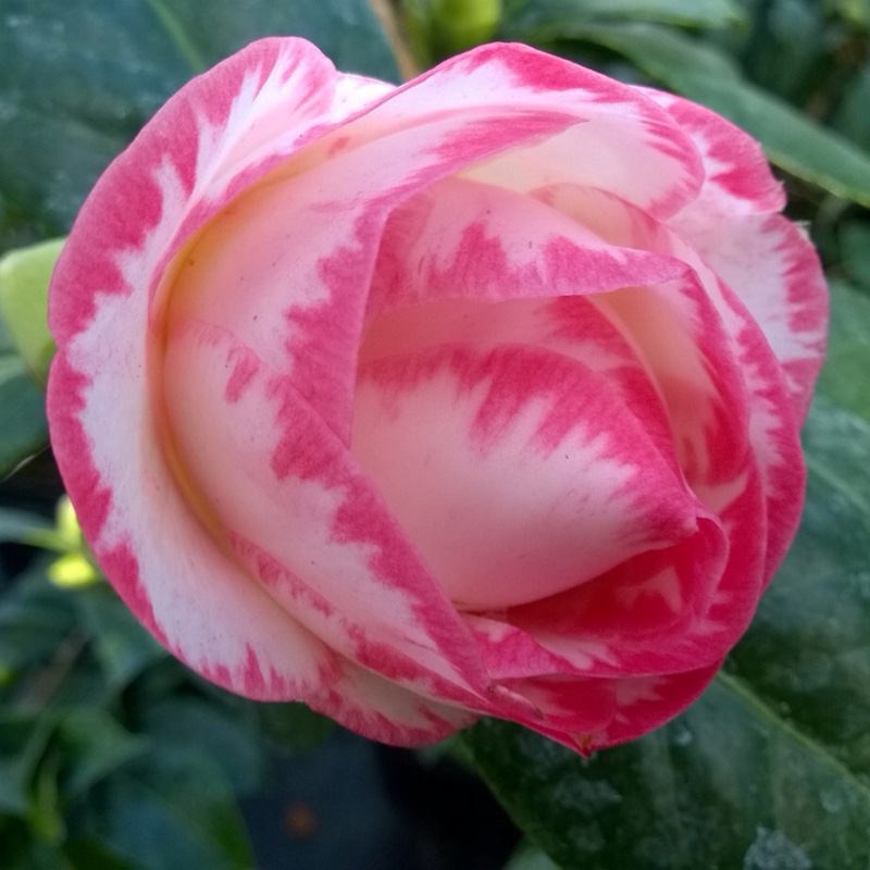 Camellia Margaret Davis in the GardenTags plant encyclopedia