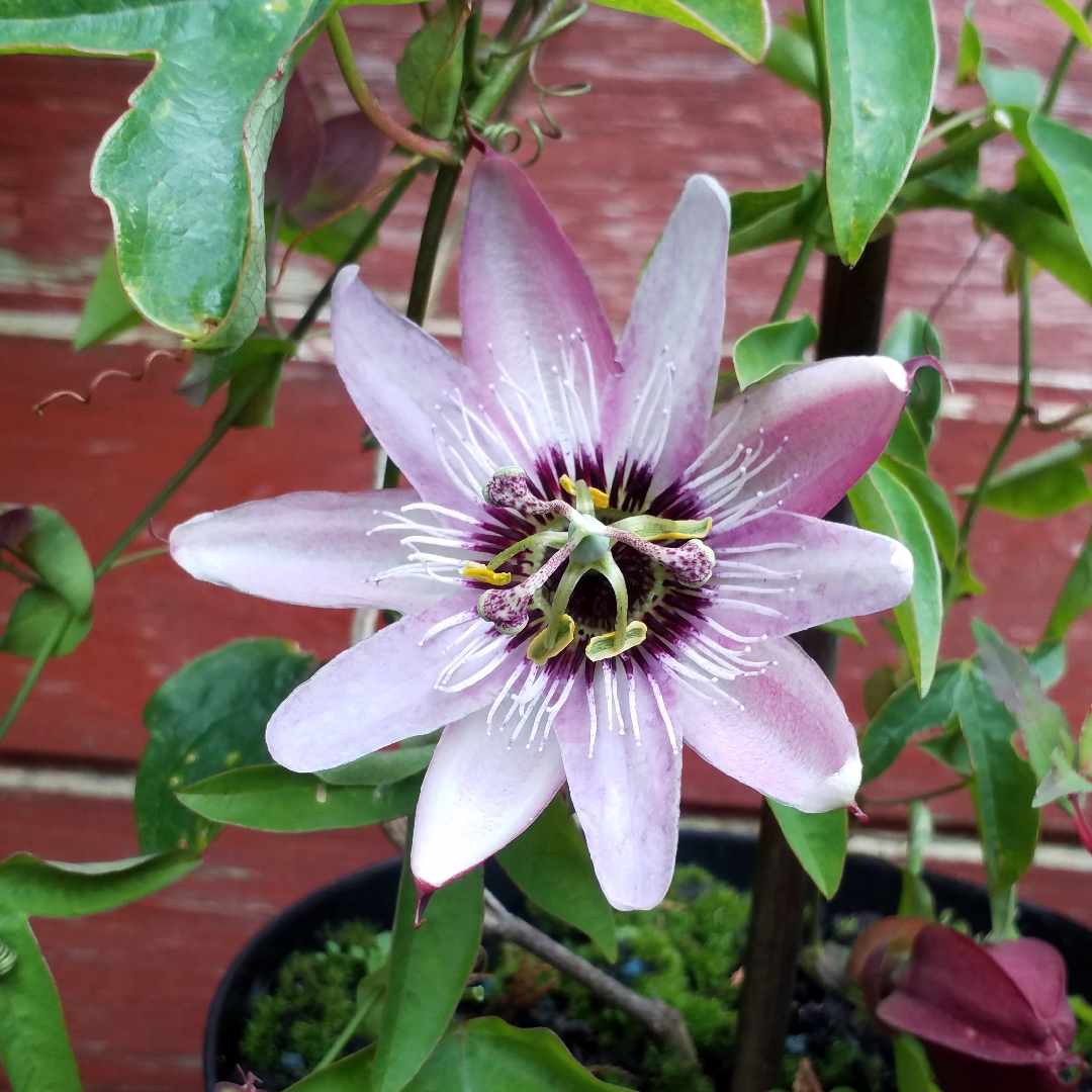 Violet Passion Flower in the GardenTags plant encyclopedia