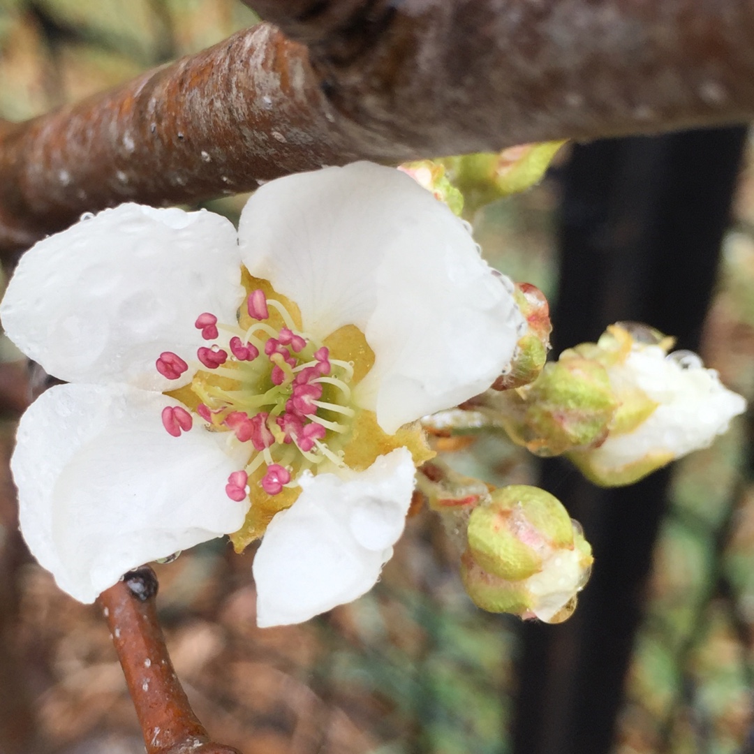 Pear Williams Bon Chretien in the GardenTags plant encyclopedia