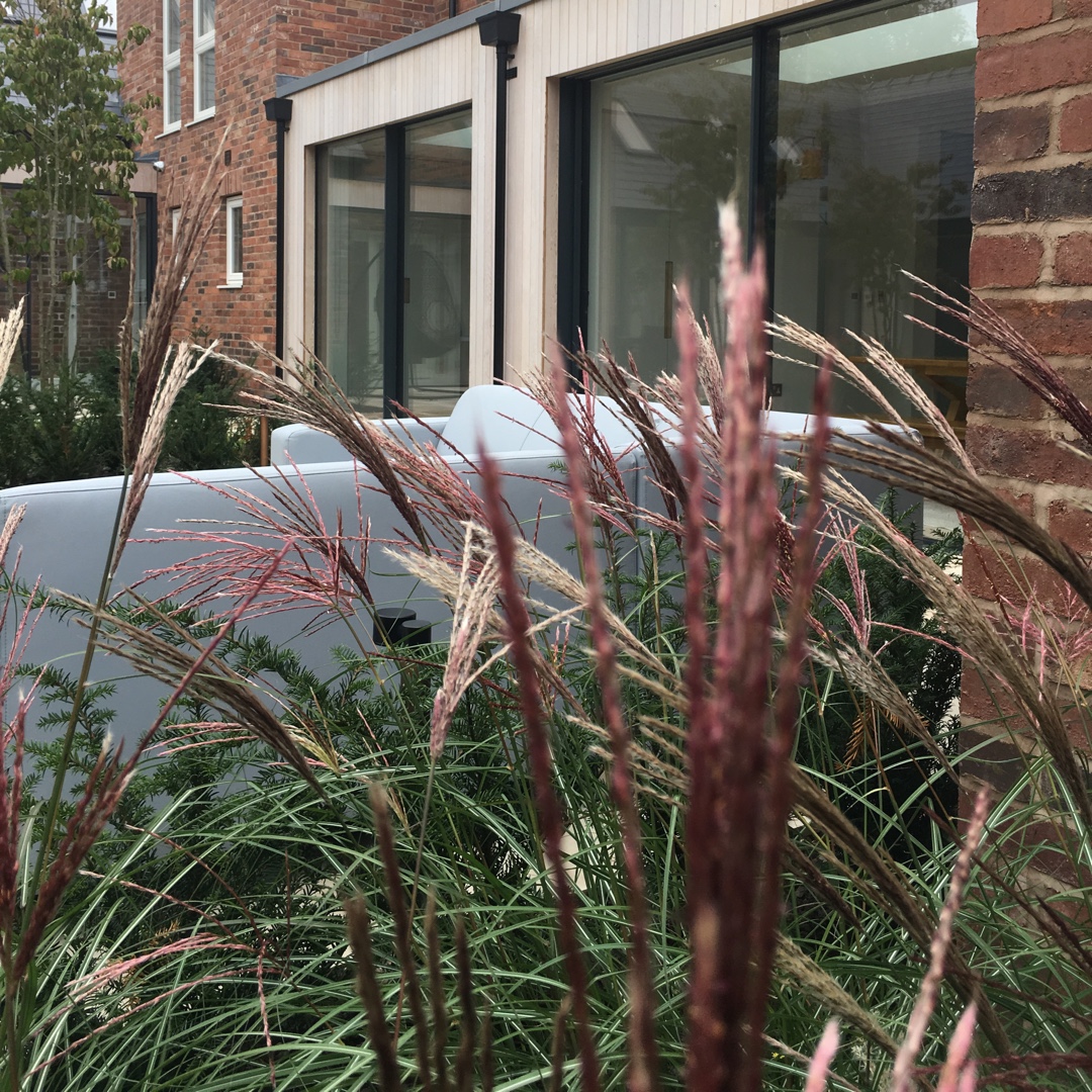 Silver Grass Starlight in the GardenTags plant encyclopedia