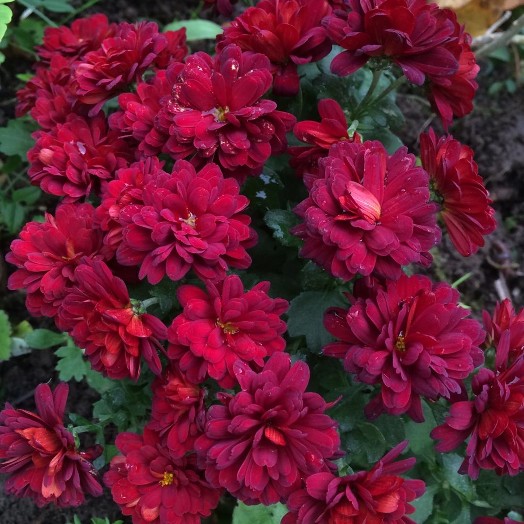 Chrysanthemum Meridian Red in the GardenTags plant encyclopedia