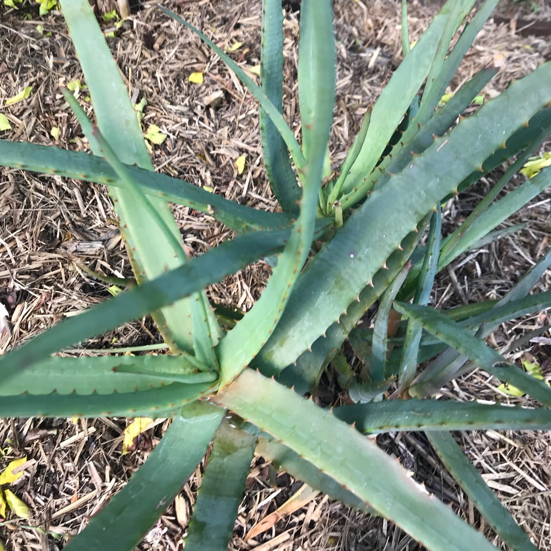 Aloe Moon Glow in the GardenTags plant encyclopedia