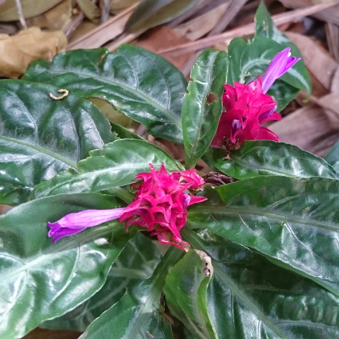 Purple shrimp plant in the GardenTags plant encyclopedia