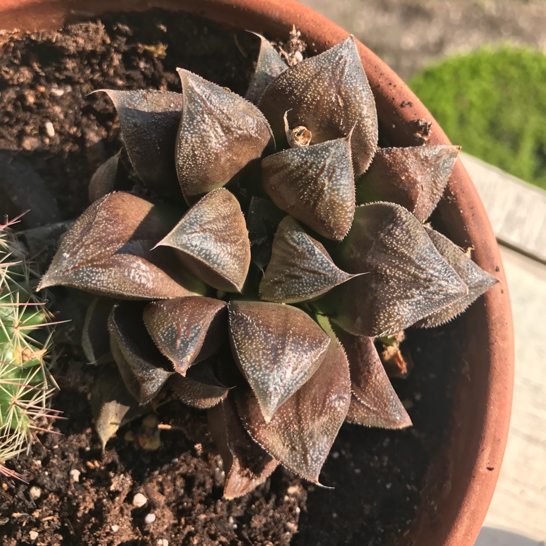 Haworthia Chocolate in the GardenTags plant encyclopedia