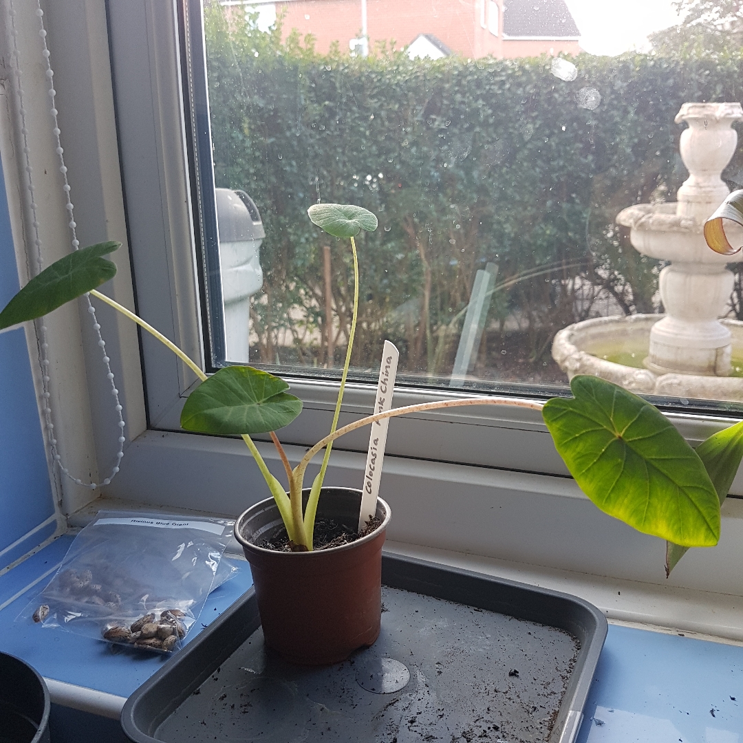 Elephant Ear Pink China in the GardenTags plant encyclopedia