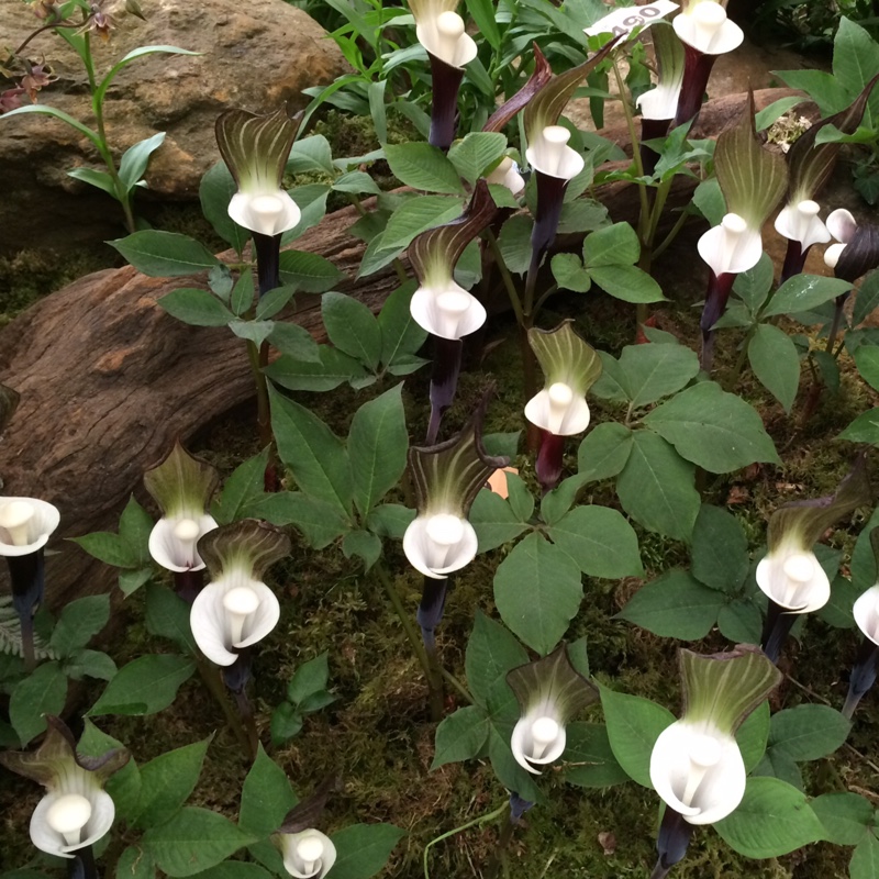 Japanese Jack-in-the-pulpit in the GardenTags plant encyclopedia