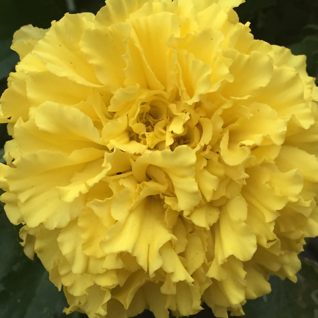 African Marigold Moon in the GardenTags plant encyclopedia