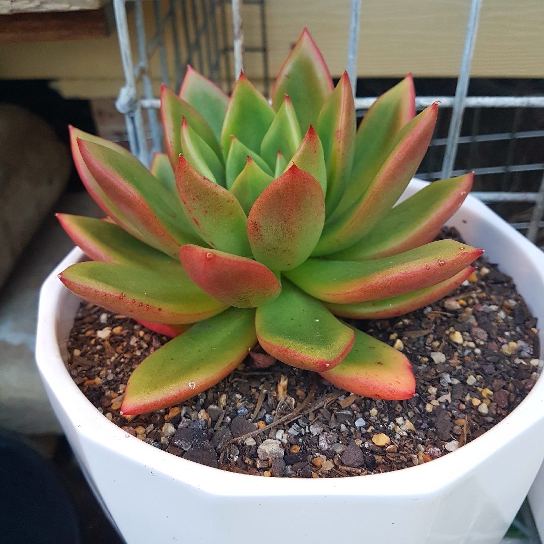 Echeveria Agavoides Red Top in the GardenTags plant encyclopedia