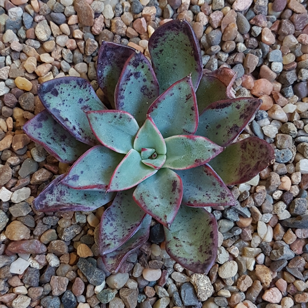 Echeveria Riga in the GardenTags plant encyclopedia