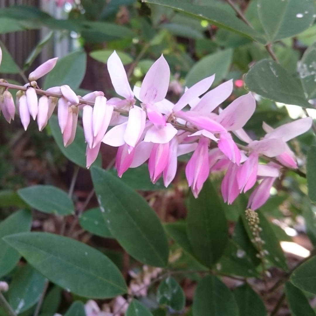 Chinese Indigo in the GardenTags plant encyclopedia