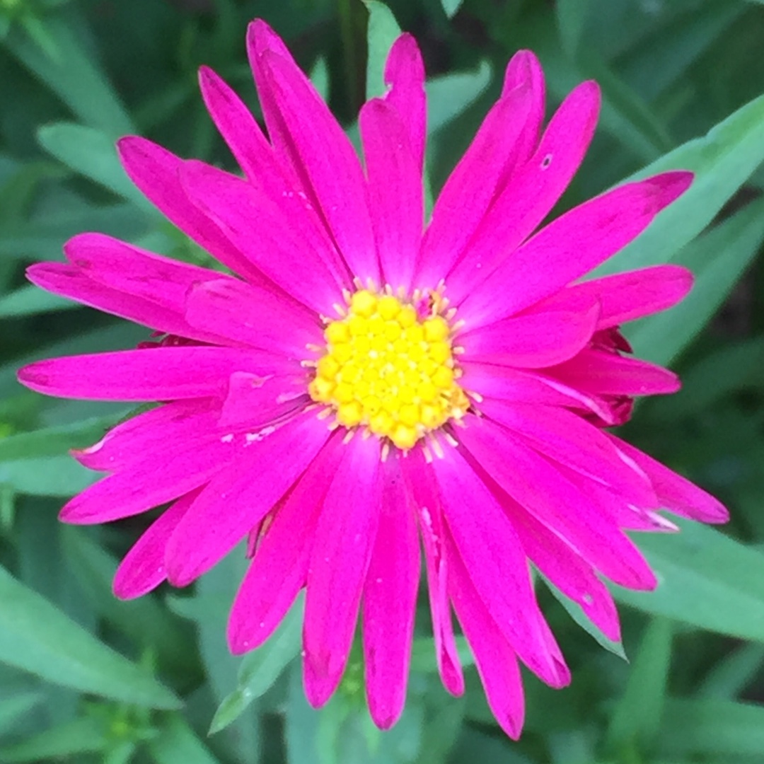 Aster Winston Churchill in the GardenTags plant encyclopedia