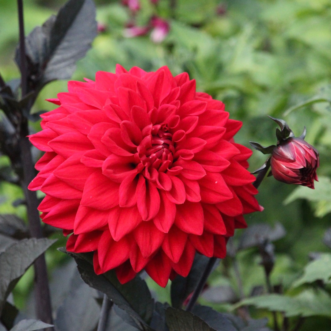 Dahlia 'Twyning's Black Cherry', Dahlia 'Twyning's Black Cherry' in ...