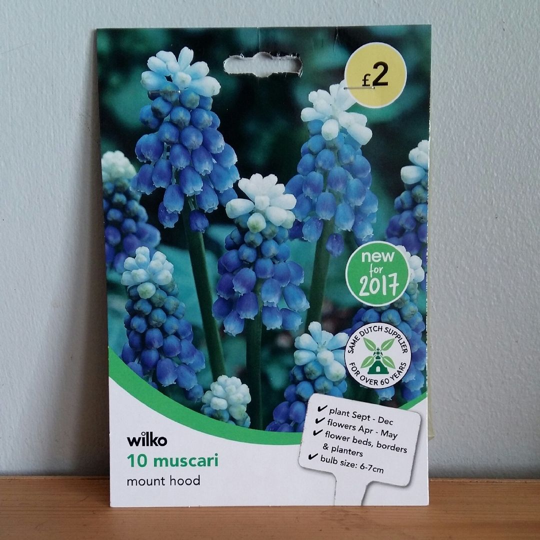 Grape Hyacinth Mount Hood in the GardenTags plant encyclopedia