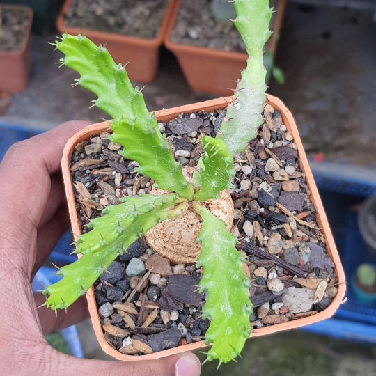 Jellyfish head in the GardenTags plant encyclopedia