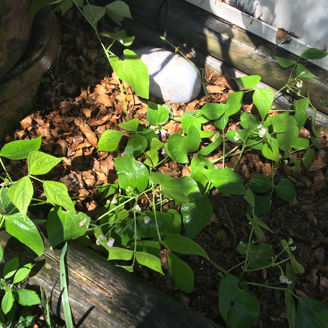 French Bean Contender in the GardenTags plant encyclopedia