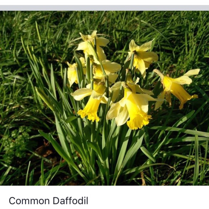 Daffodil (Species) Wild Daffodil in the GardenTags plant encyclopedia