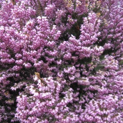 Winter Heath March Seedling in the GardenTags plant encyclopedia