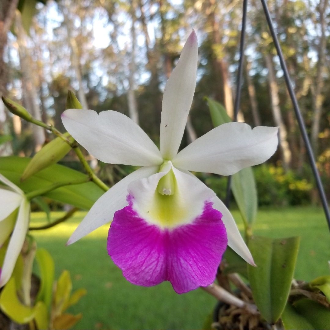 Walkers cattleya, Winward Flare Hawaii Orchid in the GardenTags plant encyclopedia