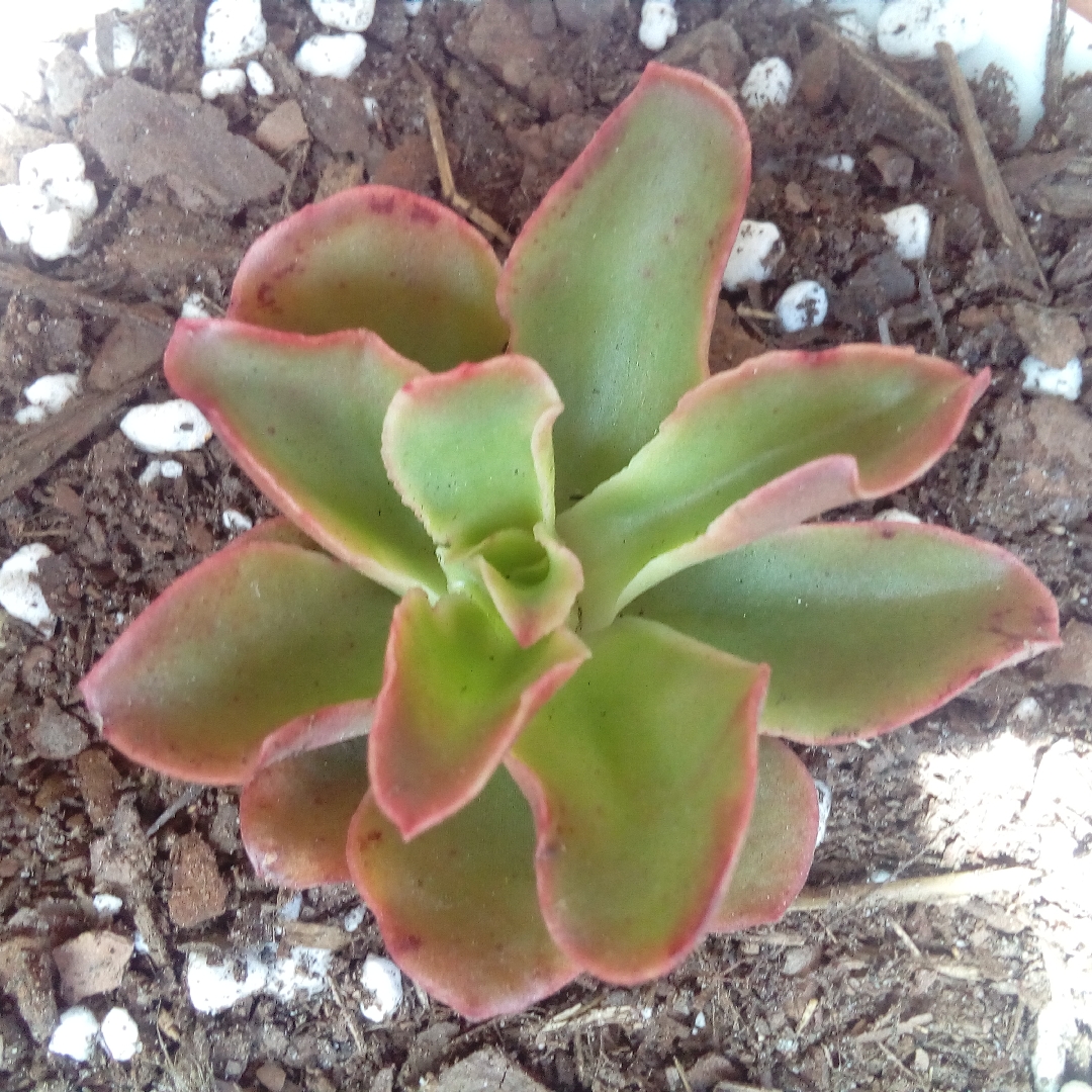 Echeveria Candy in the GardenTags plant encyclopedia