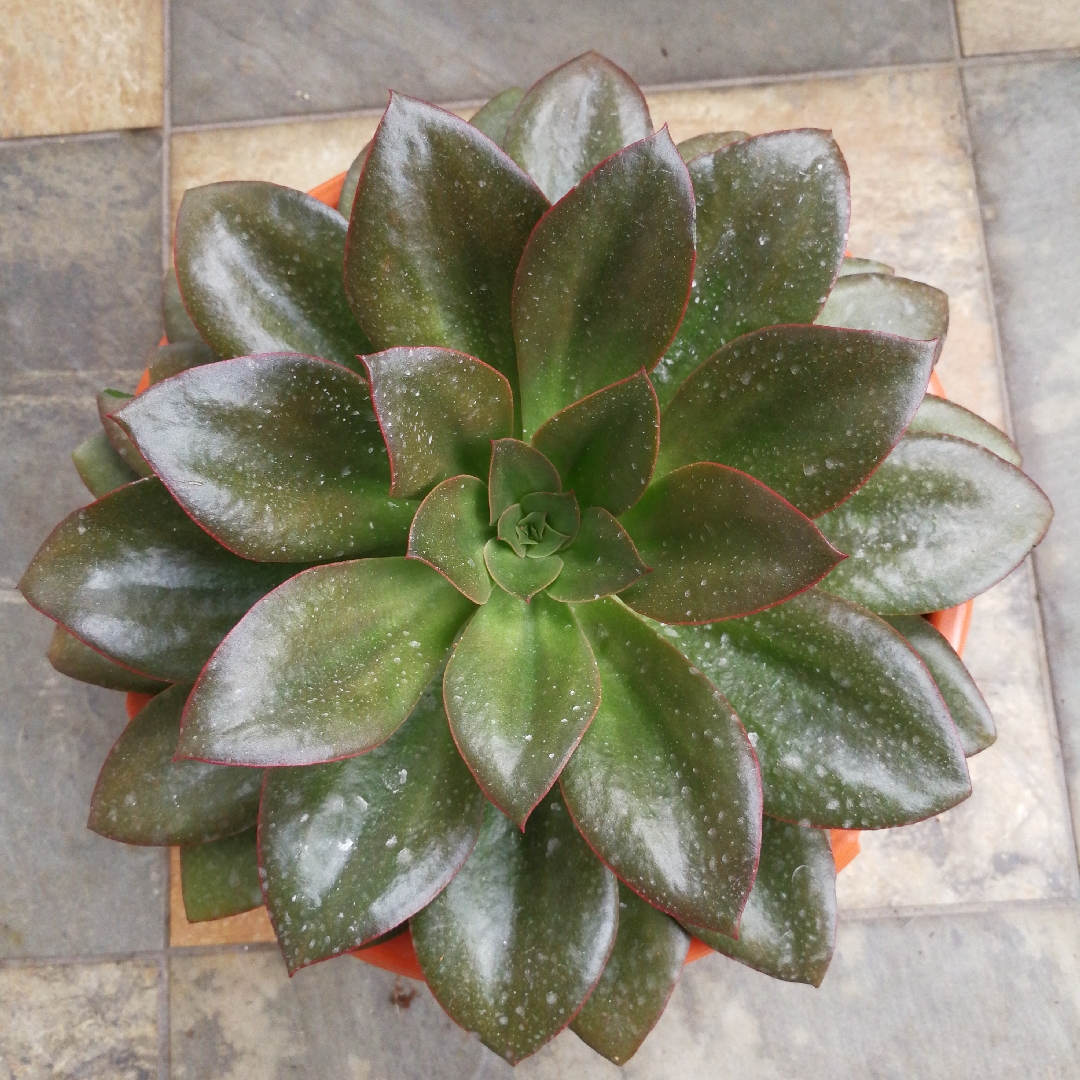 Echeveria Monocerotis in the GardenTags plant encyclopedia