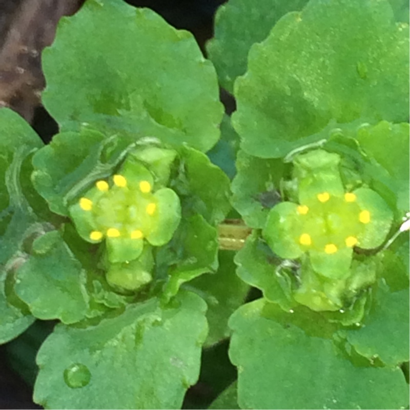 Golden saxifrage in the GardenTags plant encyclopedia