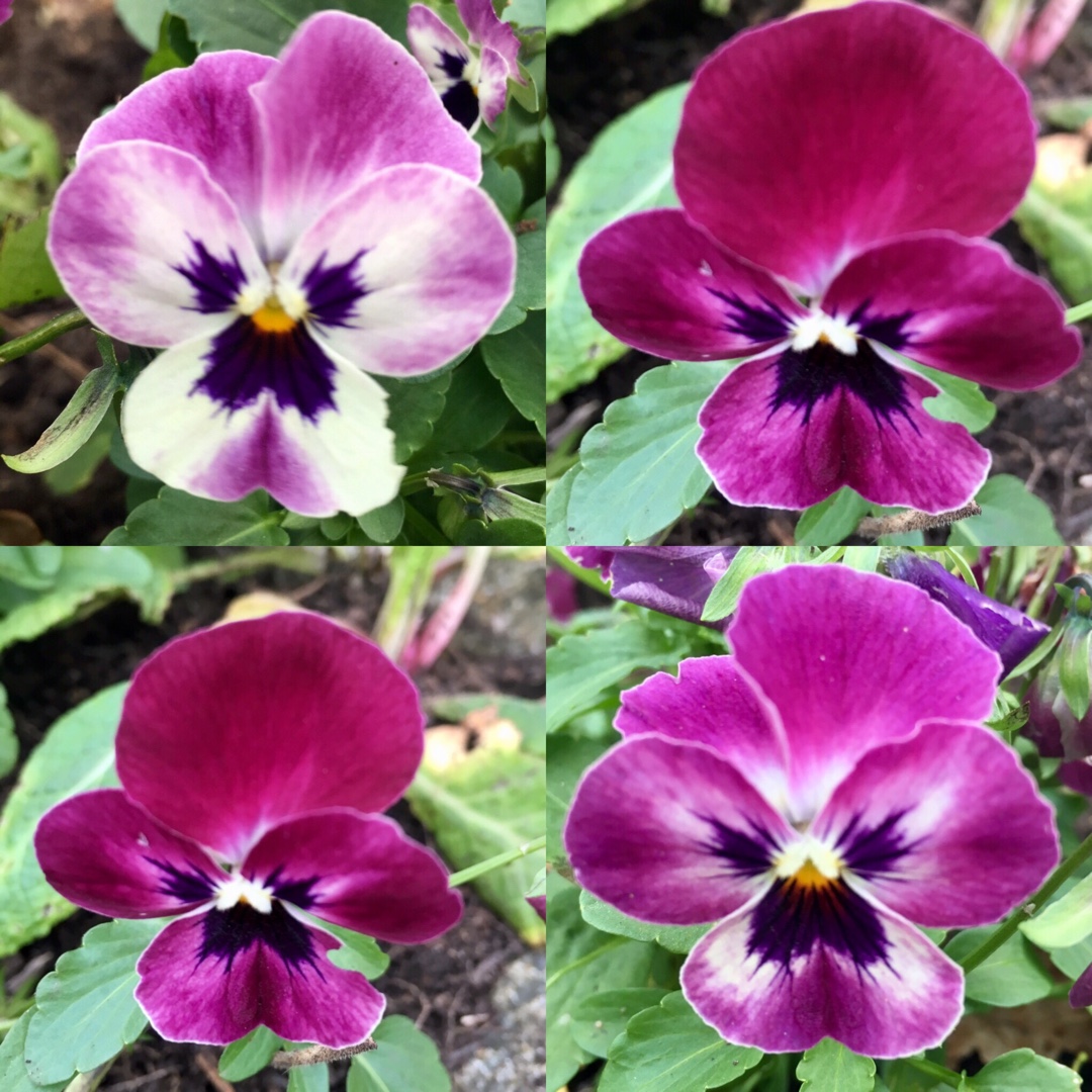 Viola Raspberry in the GardenTags plant encyclopedia