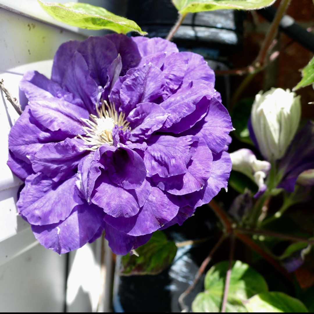 Clematis Kiri Te Kanawa in the GardenTags plant encyclopedia