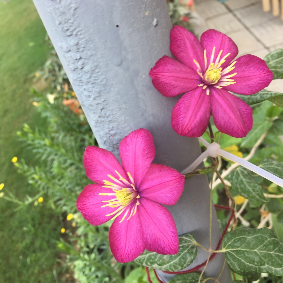 Clematis in the GardenTags plant encyclopedia