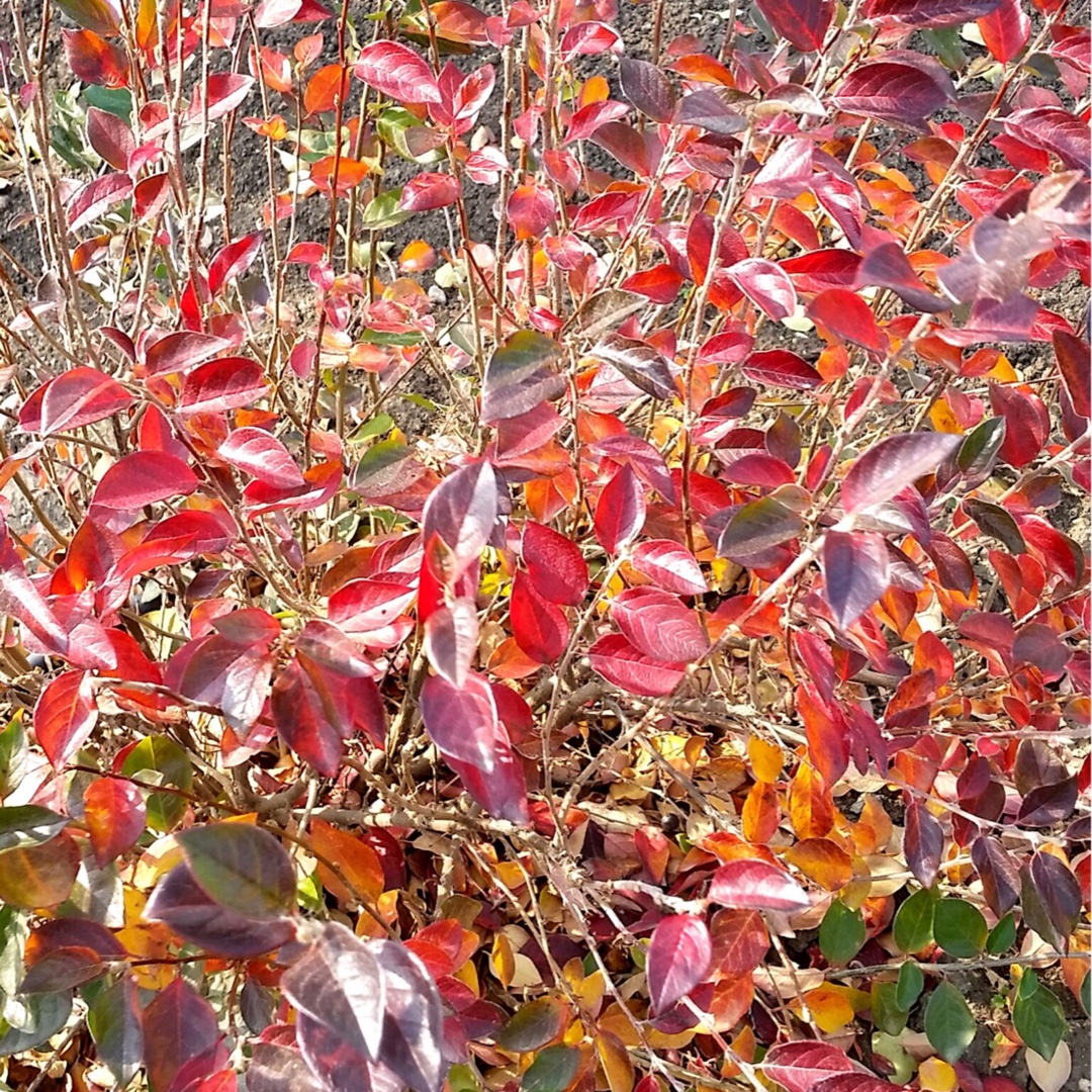 Hedge Cotoneaster in the GardenTags plant encyclopedia