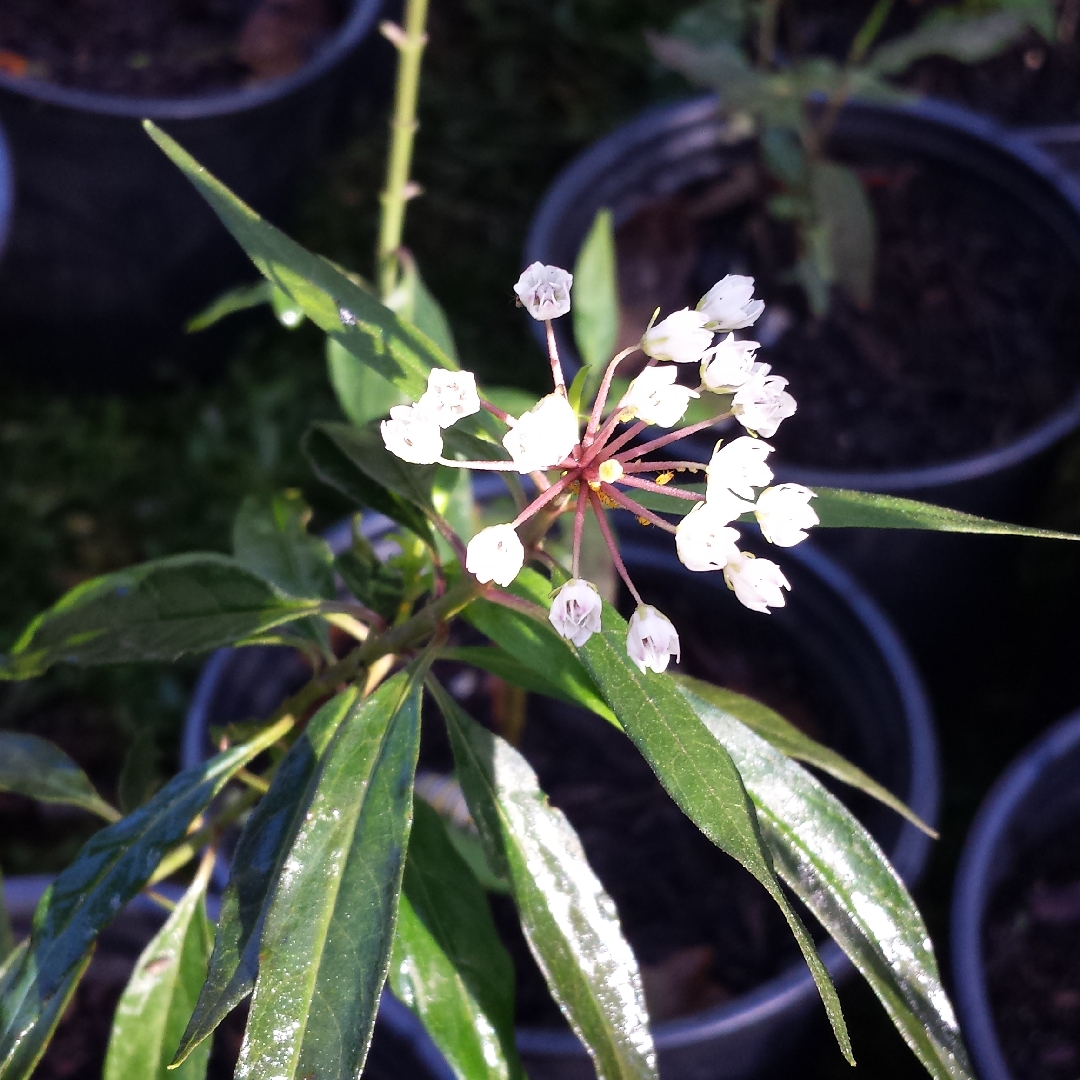 Aquatic Milkweed in the GardenTags plant encyclopedia