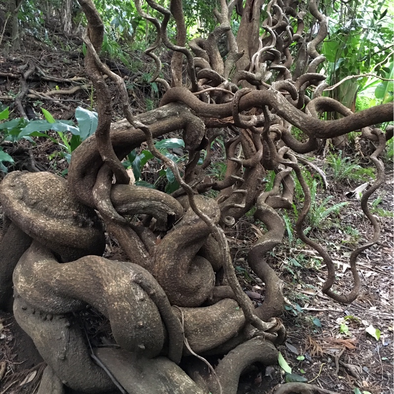 St Thomas Bean in the GardenTags plant encyclopedia