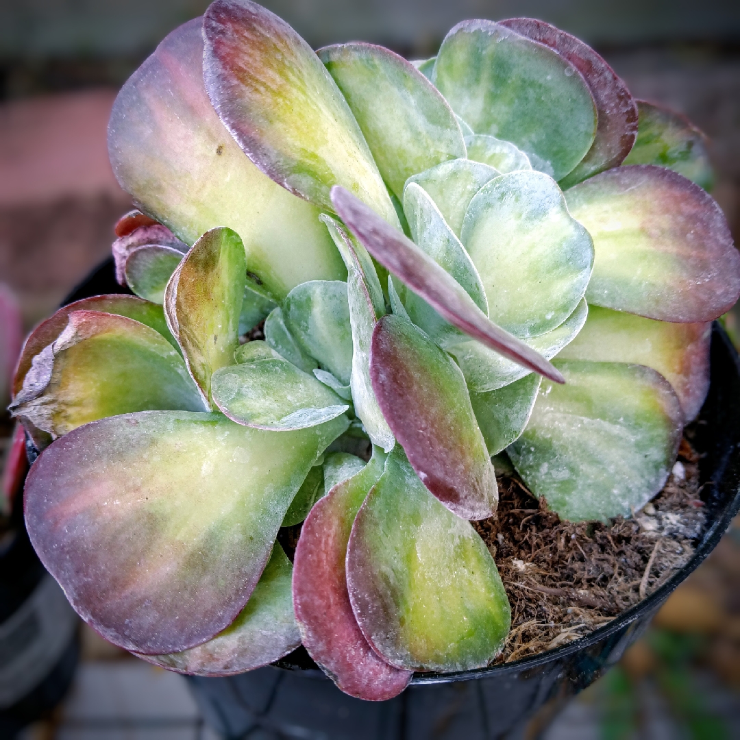 Variegated Paddle Plant in the GardenTags plant encyclopedia