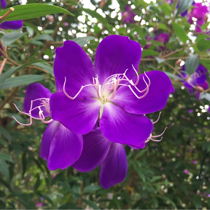 Asian Melastome in the GardenTags plant encyclopedia