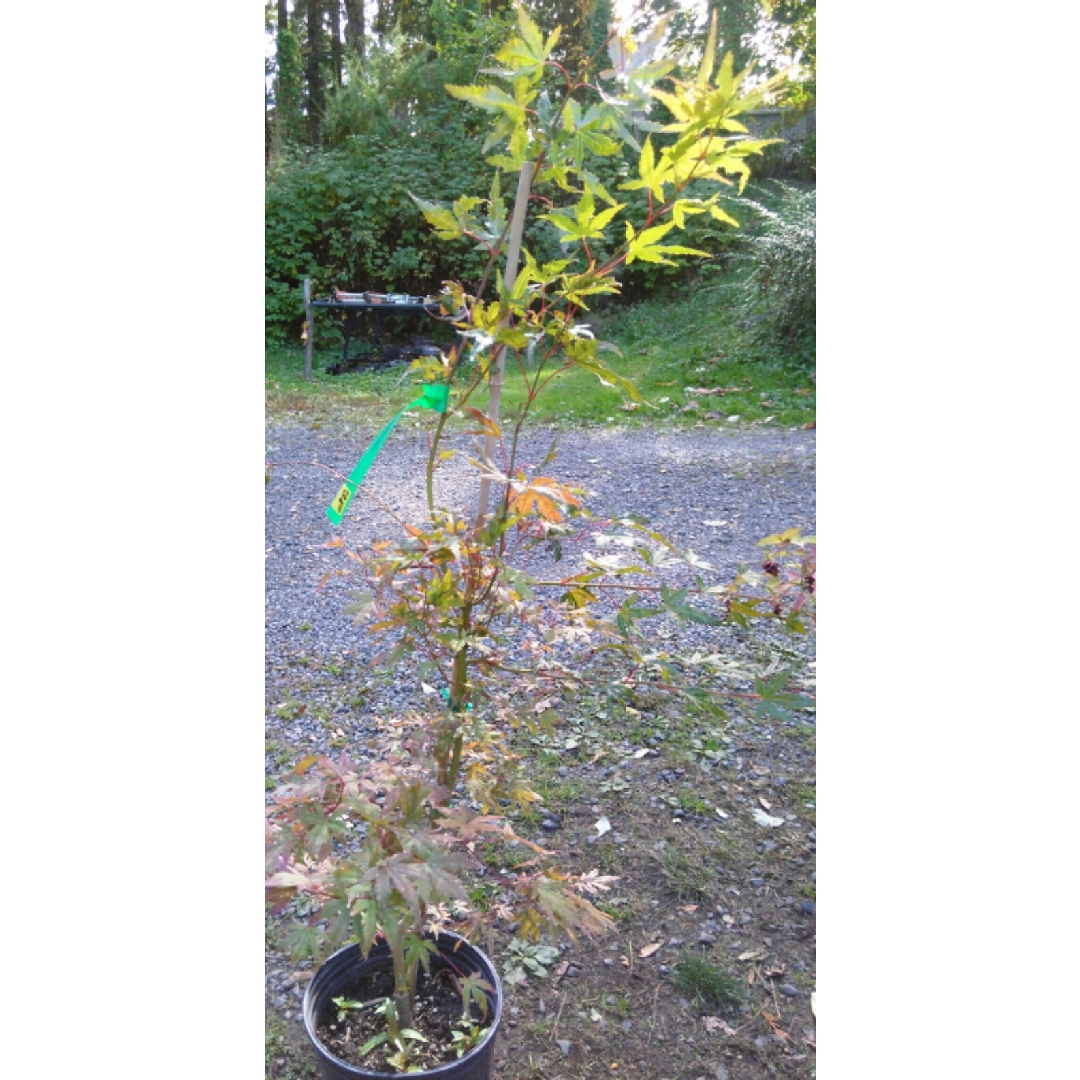 Japanese Maple Glowing Embers in the GardenTags plant encyclopedia