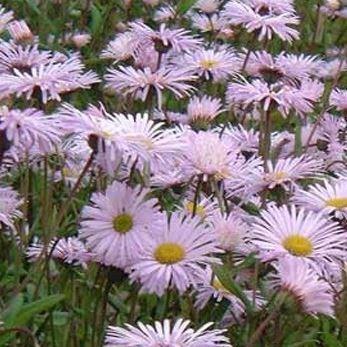 Fleabane Quakeress in the GardenTags plant encyclopedia