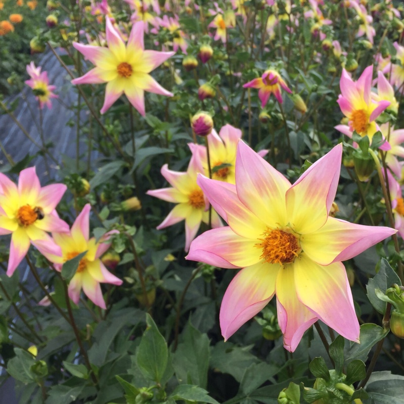 Dahlia Trelyn Seren in the GardenTags plant encyclopedia