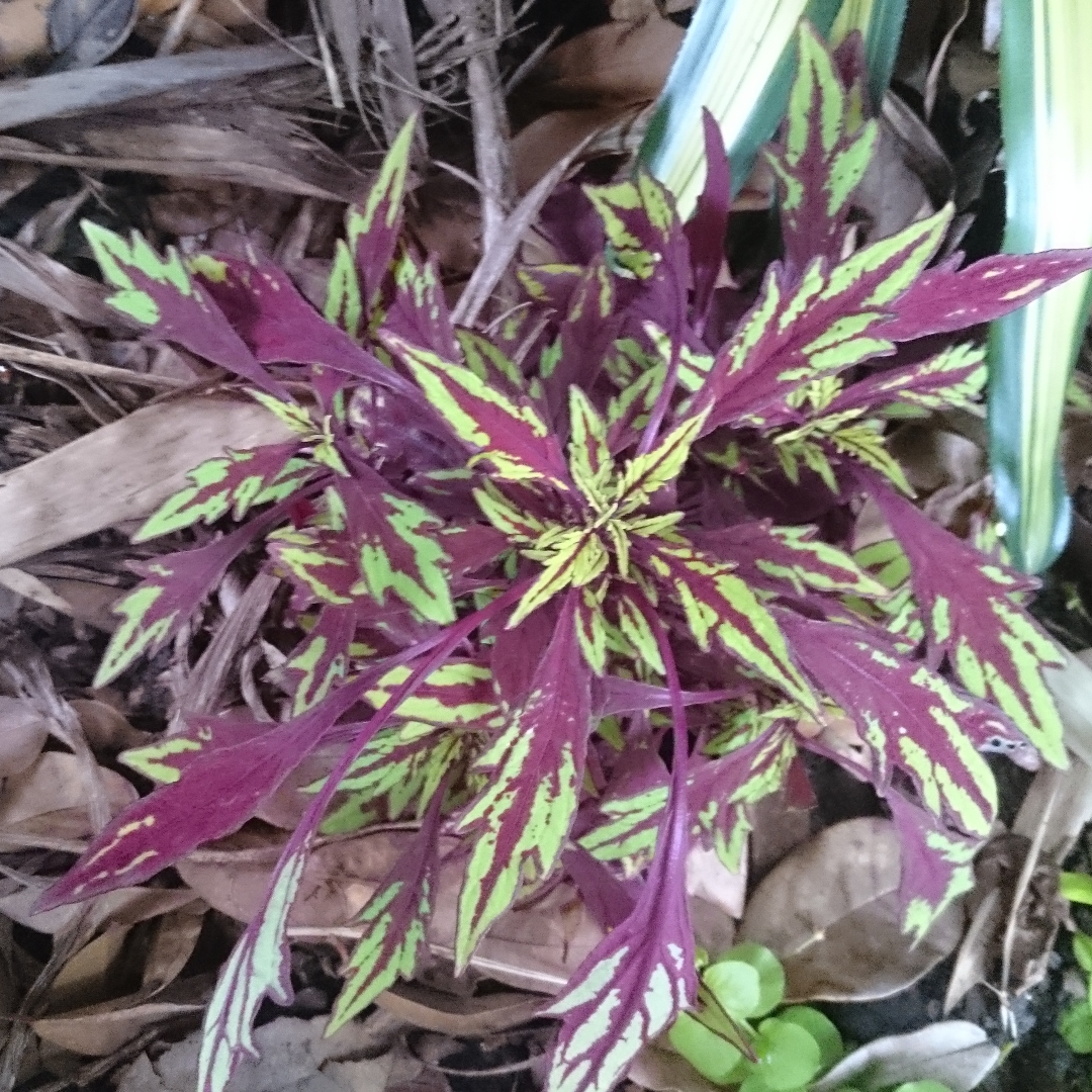 Coleus FlameThrower™ Chipotle in the GardenTags plant encyclopedia