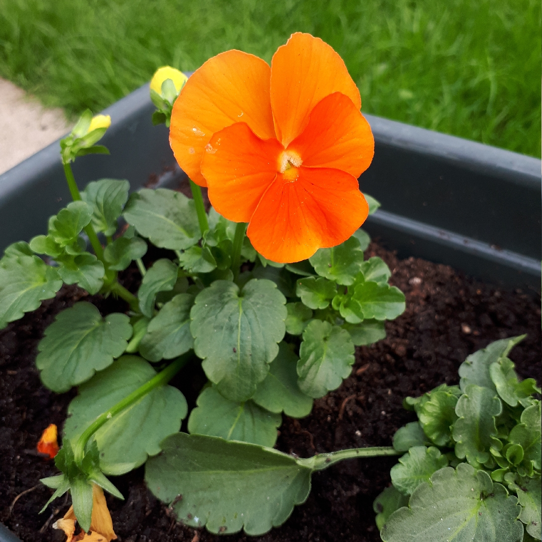 Horned Viola Sorbet® XP Deep Orange in the GardenTags plant encyclopedia